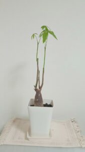 パキラ、植え替え後